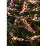 Markslojd ROSETT 702943 Láncfény 20x0.8W/LED 2700K IP20